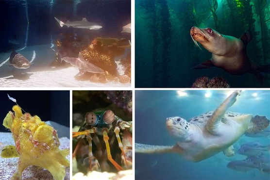 best aquariums with webcams