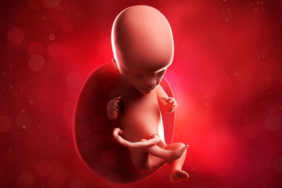 Foetus and placenta artwork