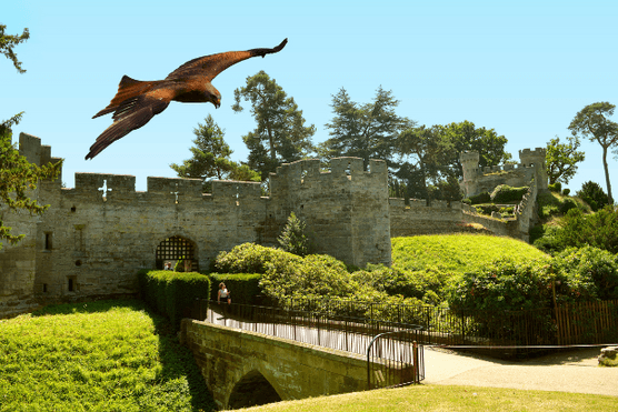 Common buzzard in flight over Warwick Castle